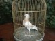 Poštovní holuby bílí