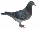 Postovni holubi - Vysočina